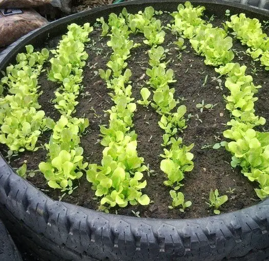 Used tire raised garden bed