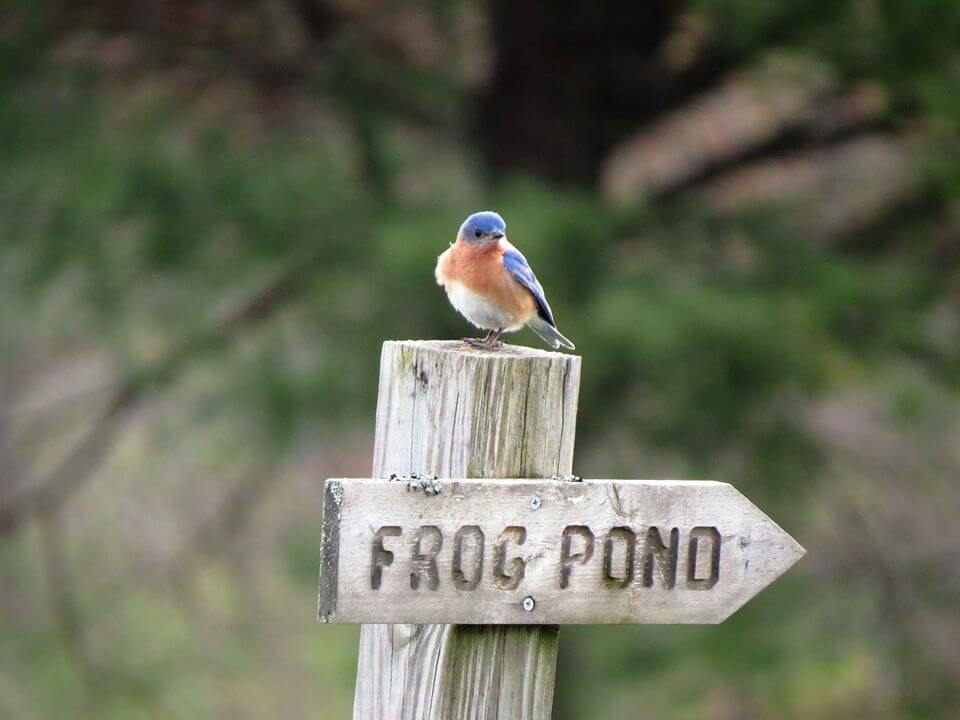 A bluebird sitting on a sign that says Frog Pond on a hiking trail at the Fields Pond Audubon Center.