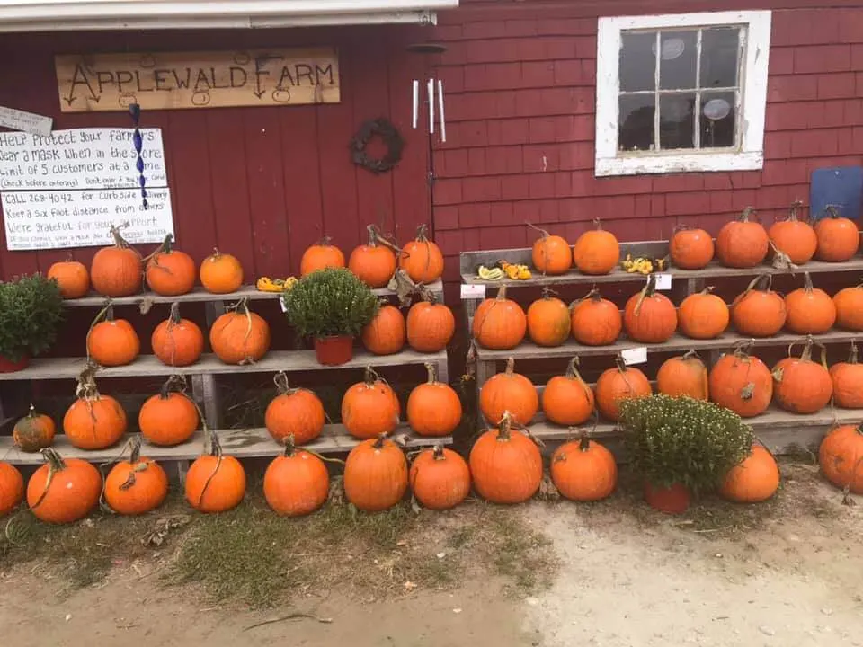 Big orange pumpkins lined up in front of a red farm stand at Applewald's Farm in Maine.