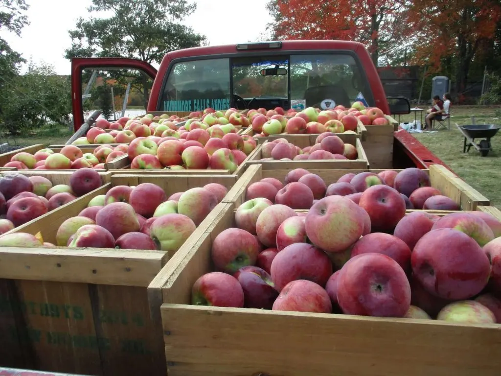 A truck full of apples in crates at Boothby's Orchard in Maine.