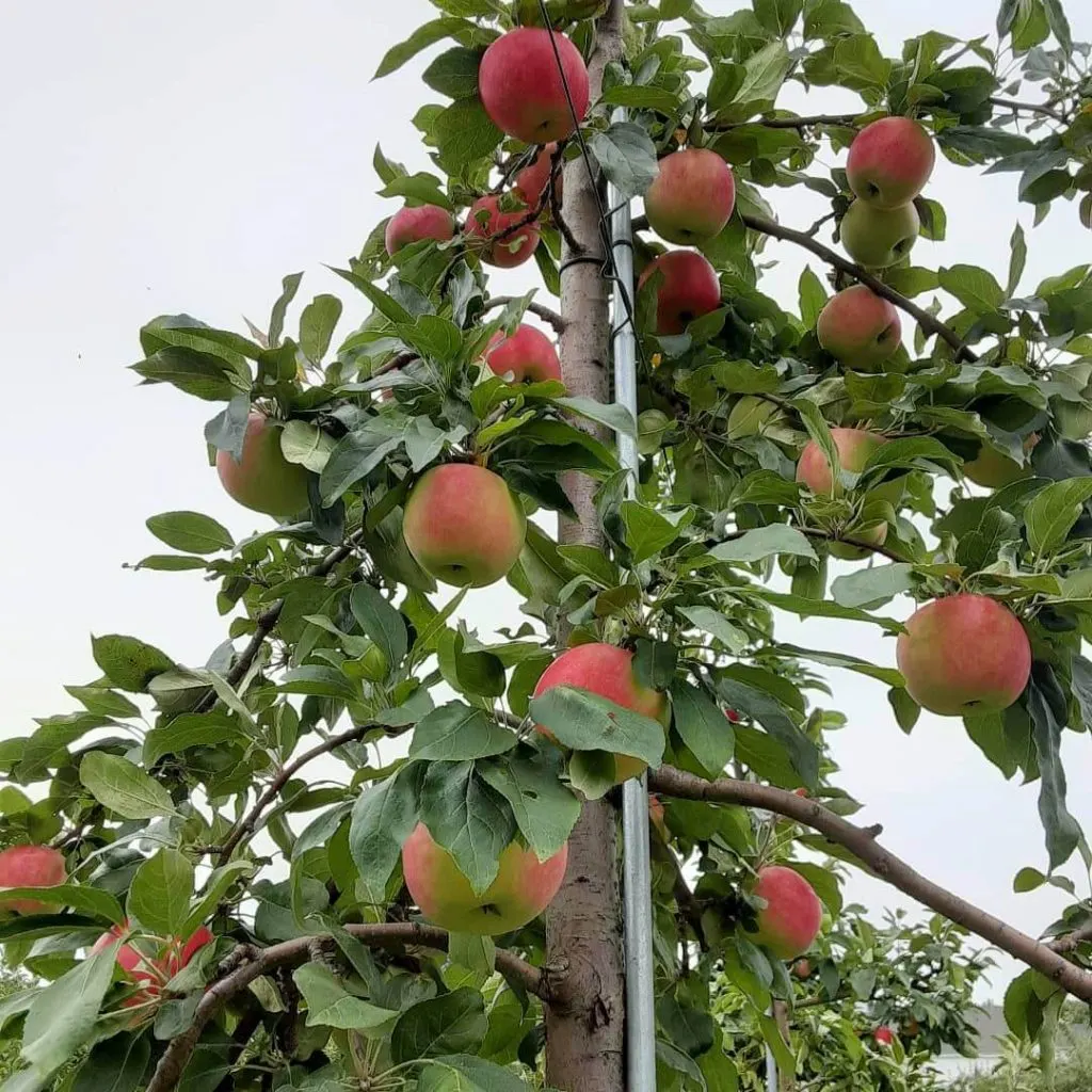 An apple tree with plump red and yellow apples.