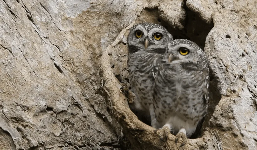 Two gray owls sitting in a large tree cavity together.