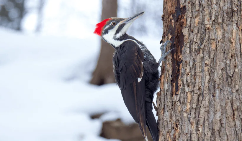 A pileated woodpecker creating a cavity in a standing dead tree.