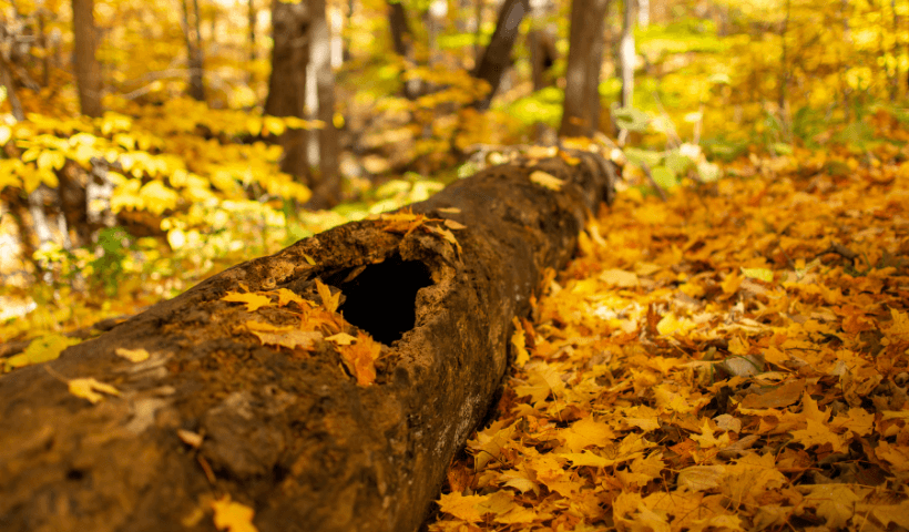 A large hole in a fallen tree covered in yellow leaves.